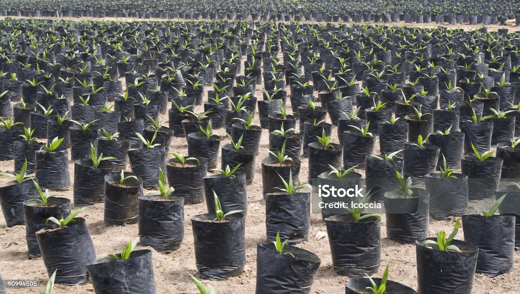 Plants